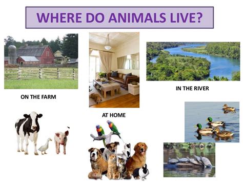 A Place Where Farm Animals Live